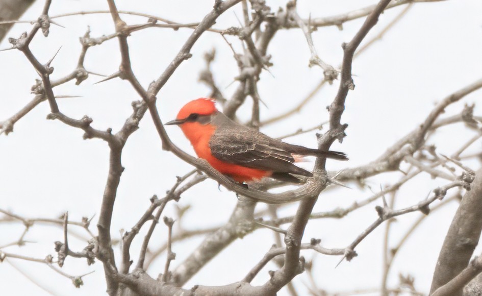Vermilion Flycatcher - ML631755648