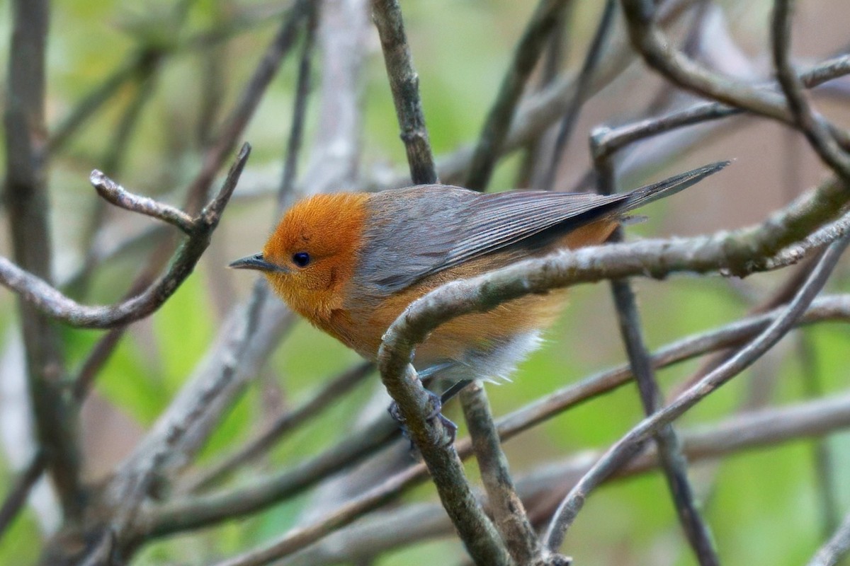 Rufous-chested Tanager - ML631755747
