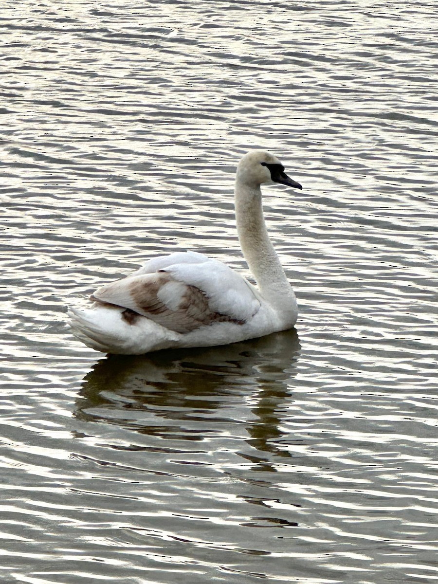 Mute Swan - ML631755814