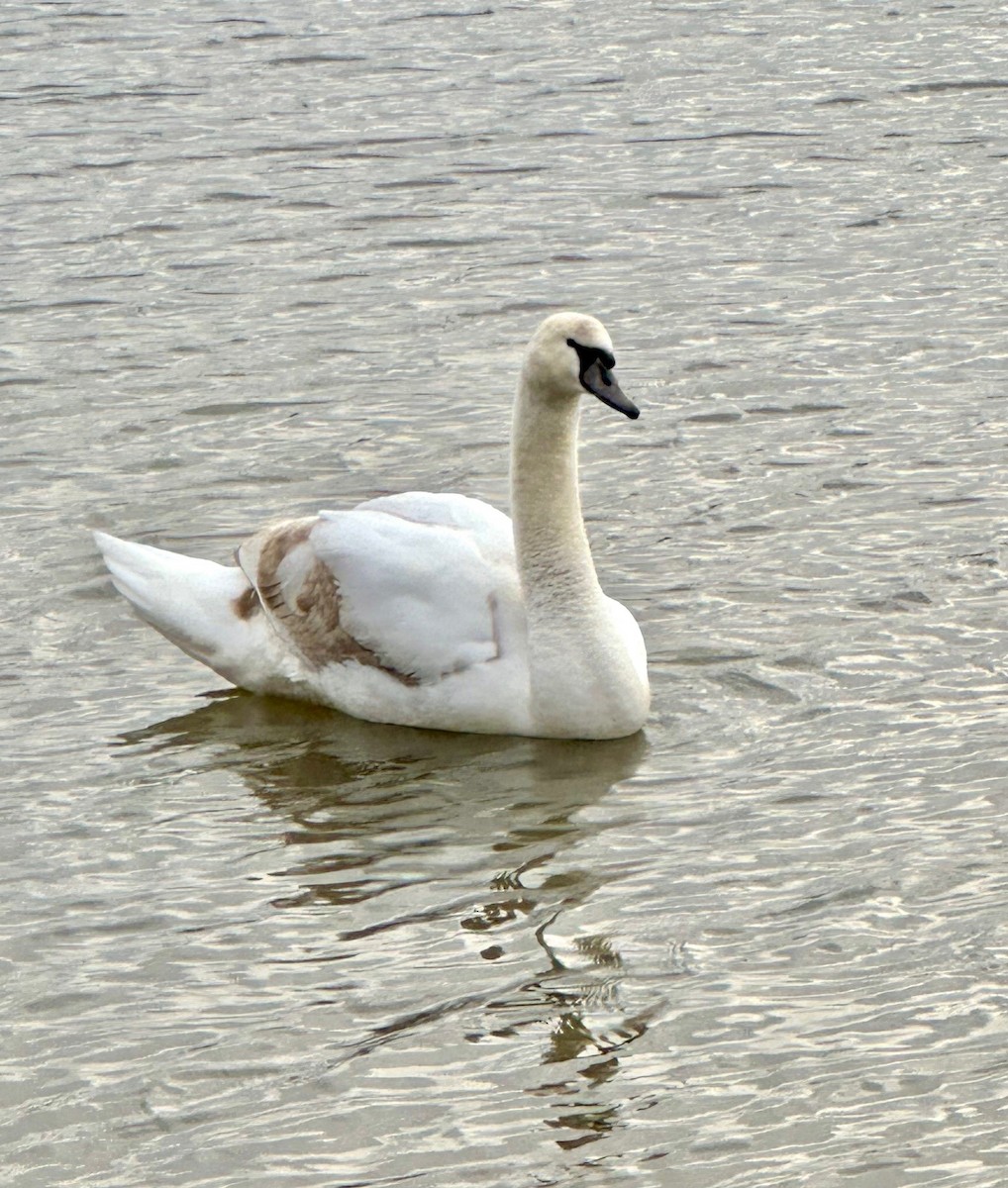 Mute Swan - ML631755821
