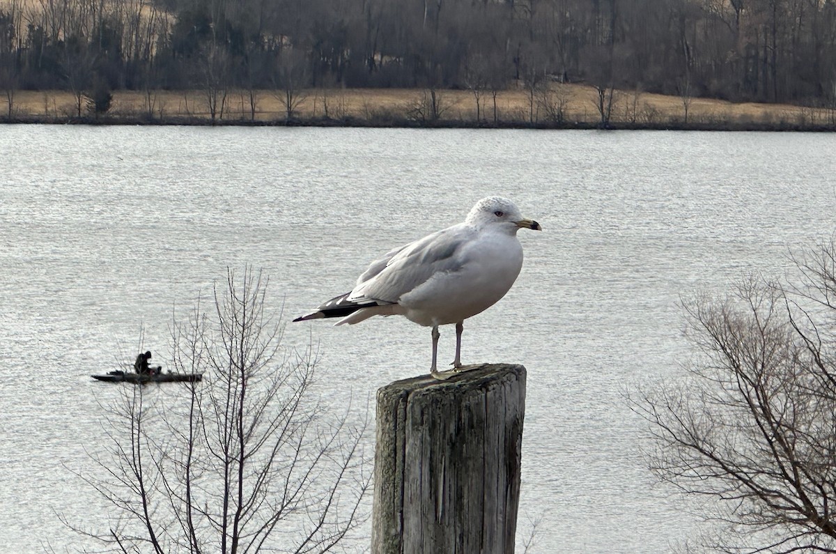 Ring-necked Duck - ML631755838