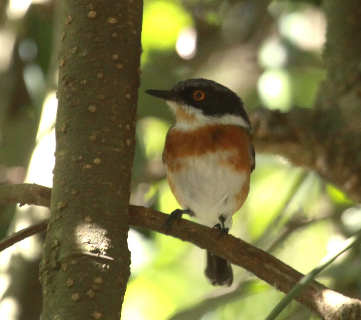 Cape Batis - ML631755937
