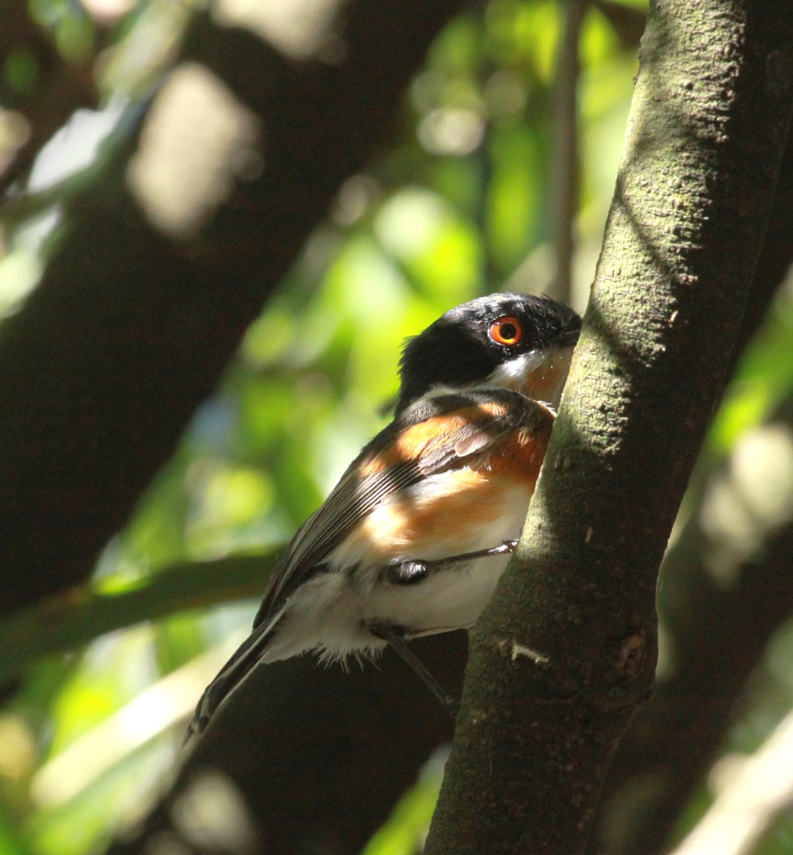 Cape Batis - ML631755938