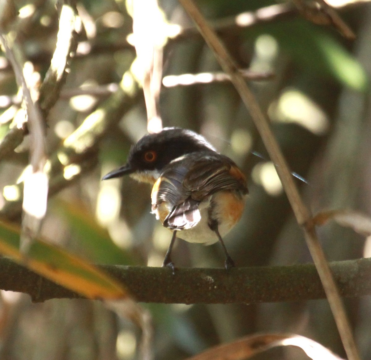 Cape Batis - ML631755939
