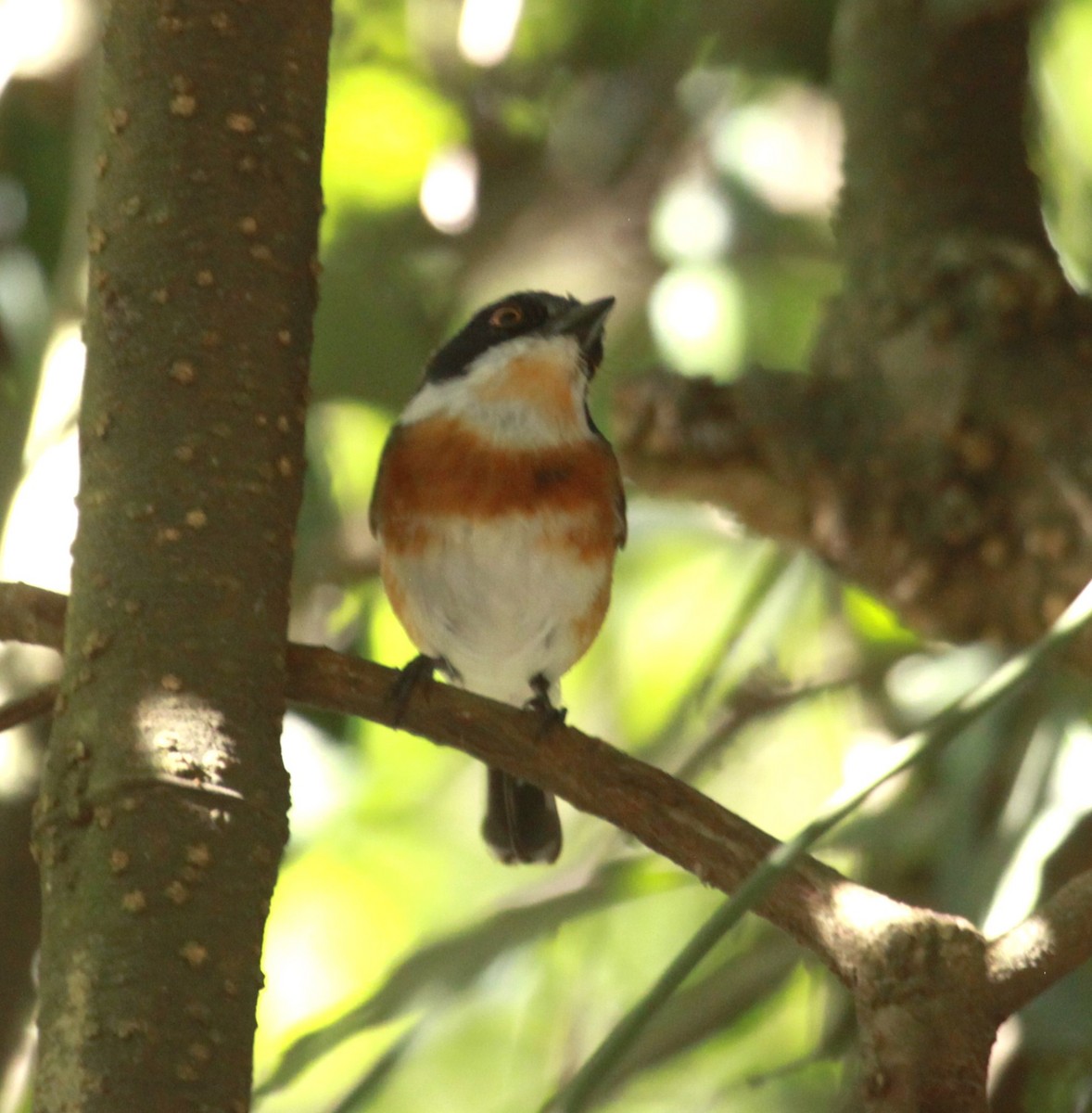 Cape Batis - ML631755940