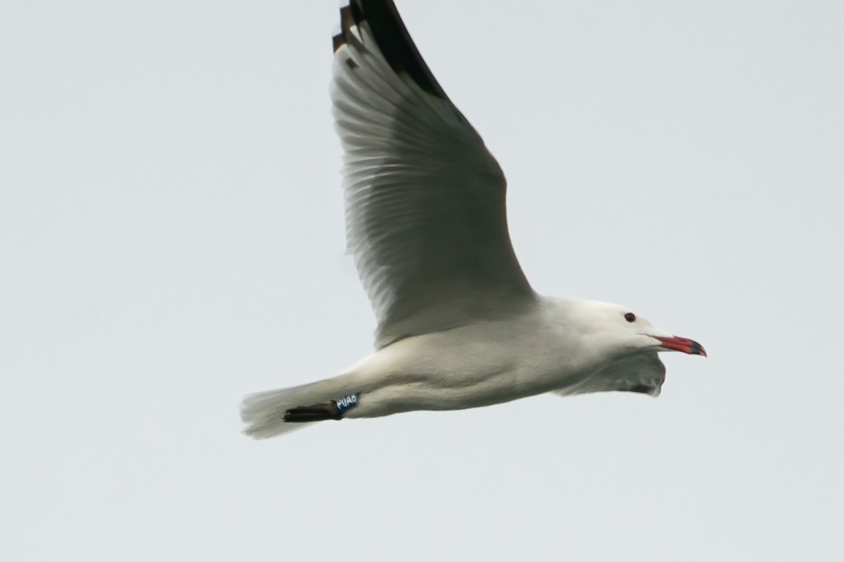 Goéland d'Audouin - ML631755965