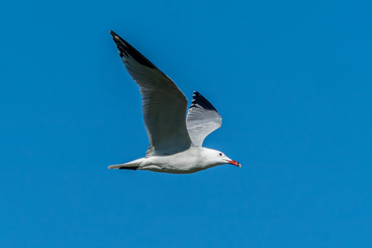 Goéland d'Audouin - ML631755974