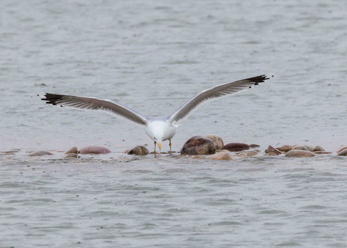 California Gull - ML631756114