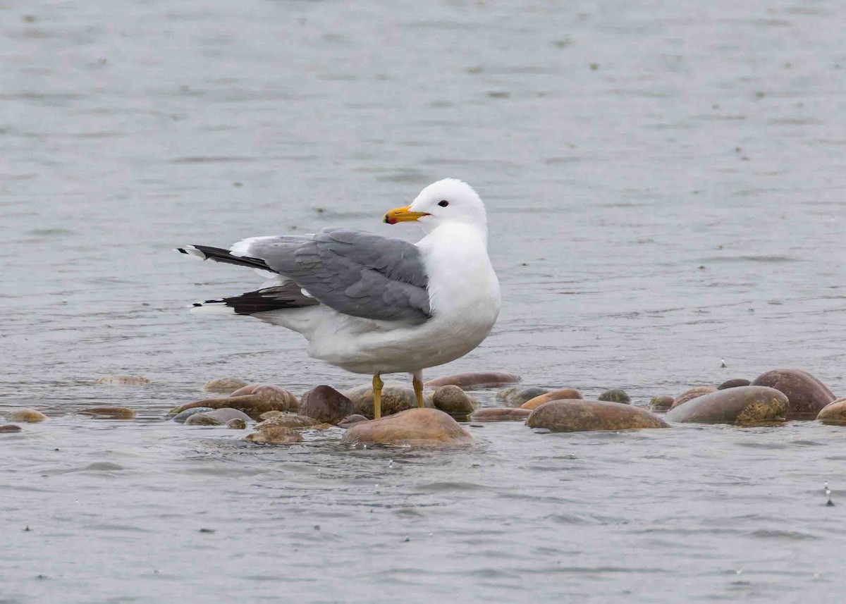 California Gull - ML631756116