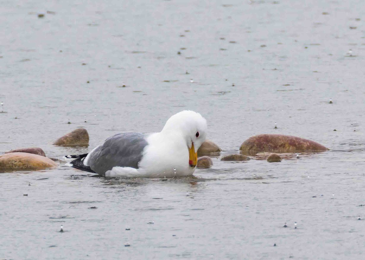 California Gull - ML631756119