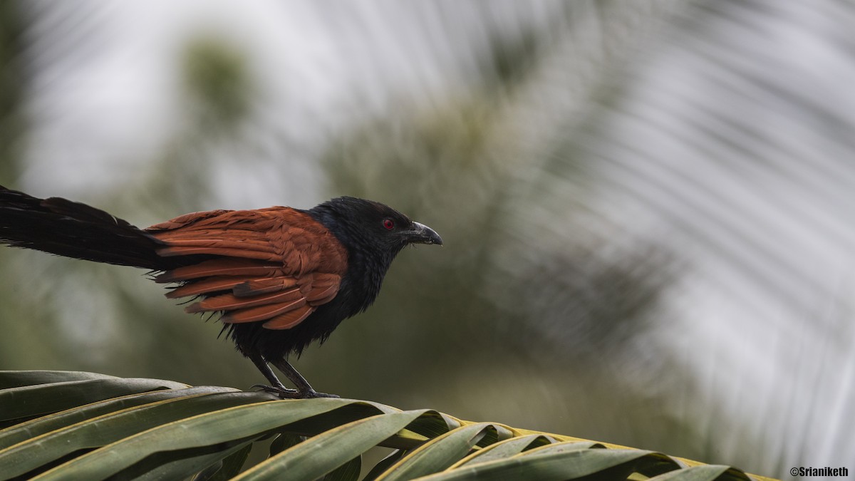 Greater Coucal - ML631756239
