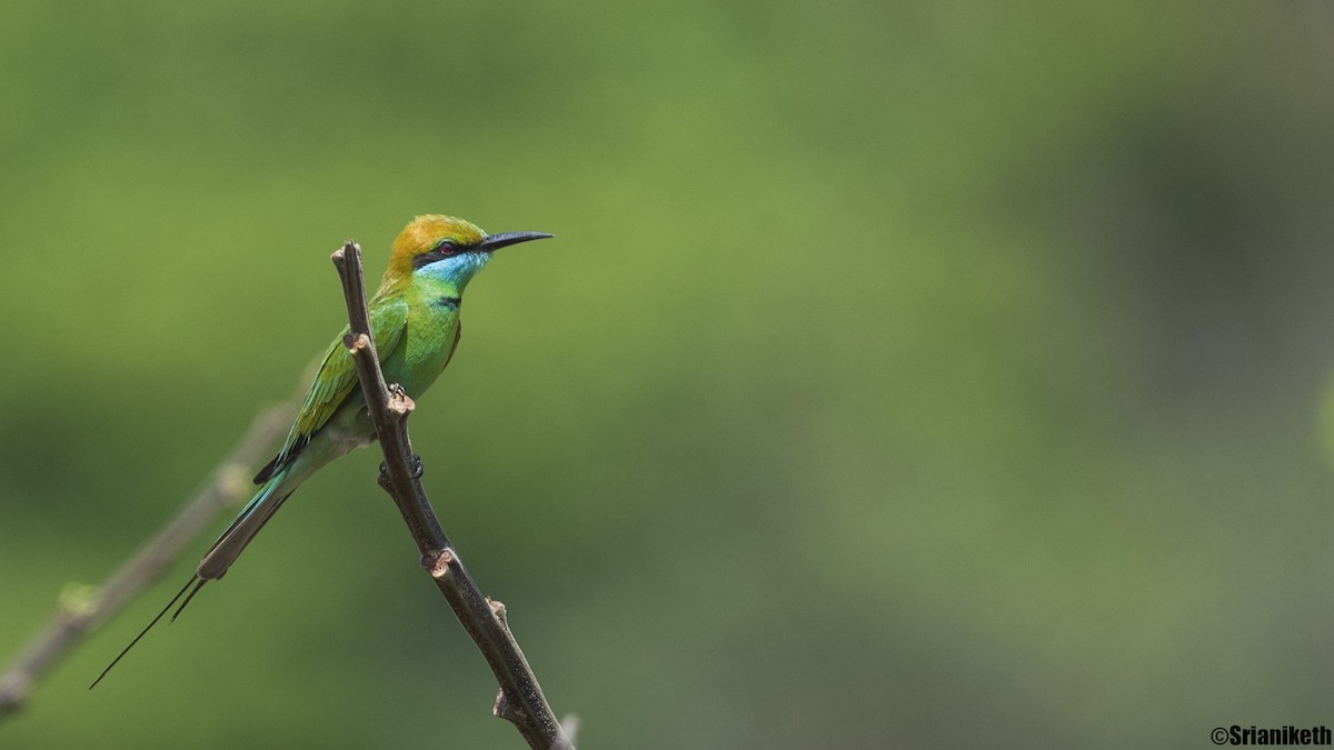 Asian Green Bee-eater - ML631756241