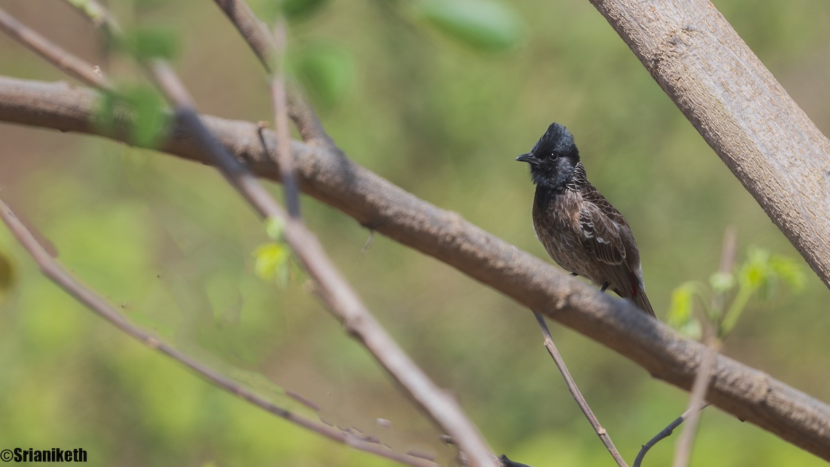 Red-vented Bulbul - ML631756243
