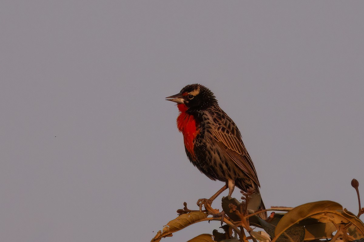 Peruvian Meadowlark - ML631756259