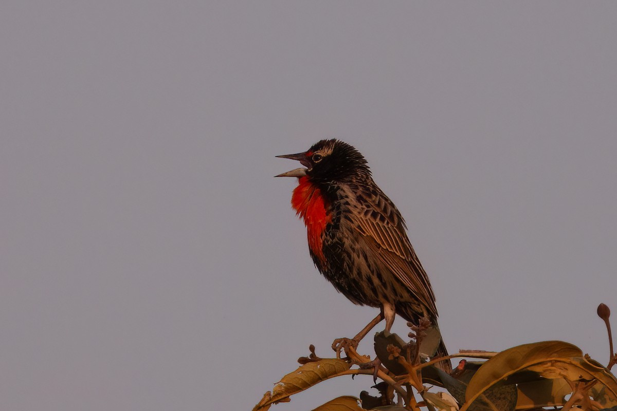 Peruvian Meadowlark - ML631756260