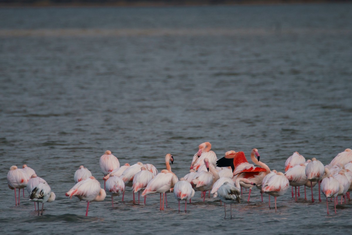 rosenflamingo - ML631756316