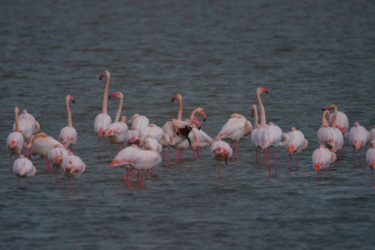 rosenflamingo - ML631756317