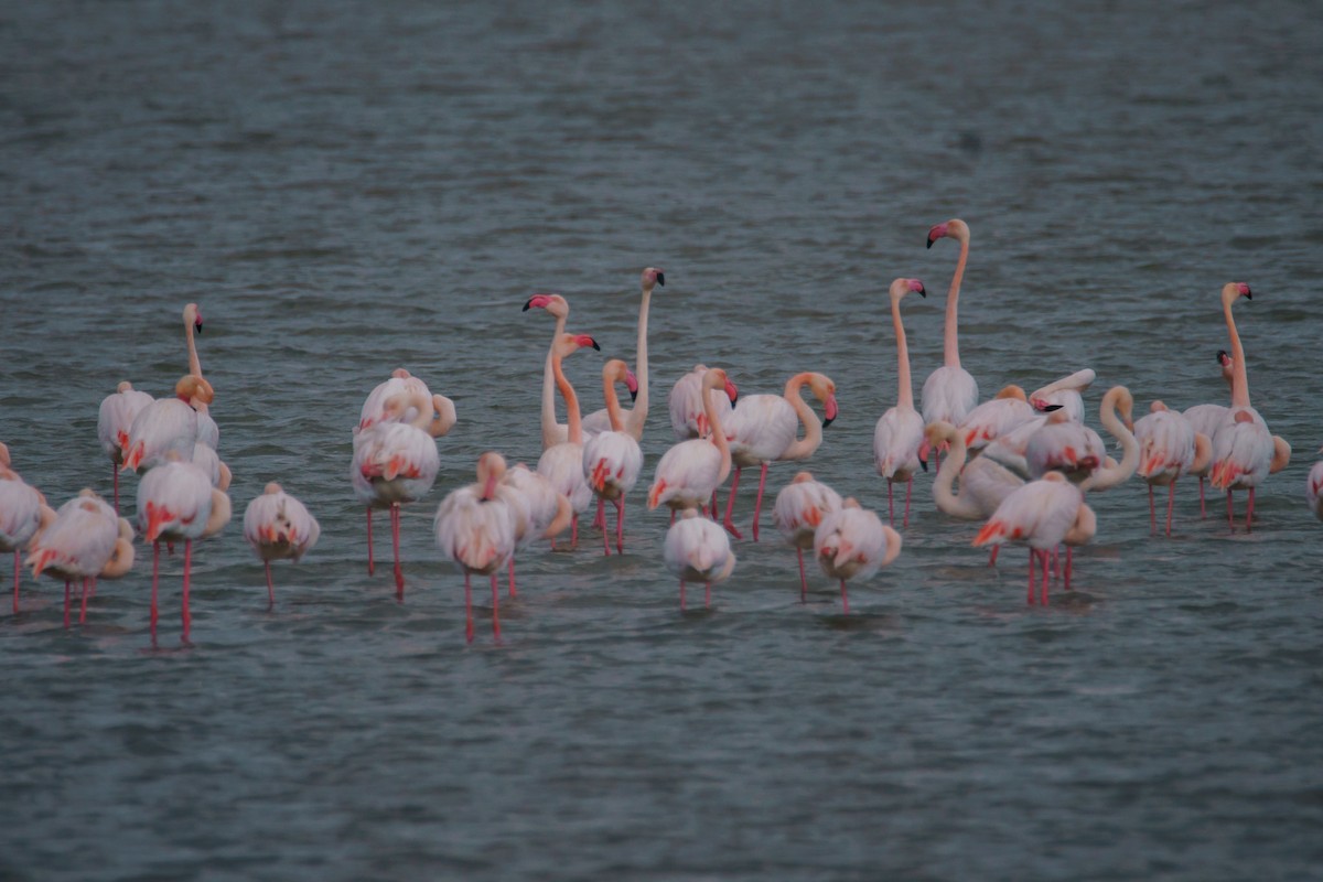 rosenflamingo - ML631756318