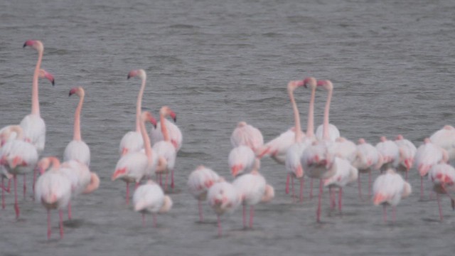 rosenflamingo - ML631756324