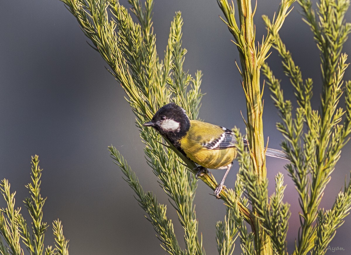 Bergkohlmeise - ML631756522