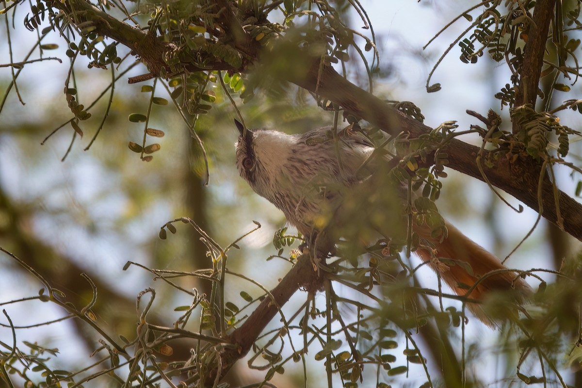 Necklaced Spinetail - ML631756560