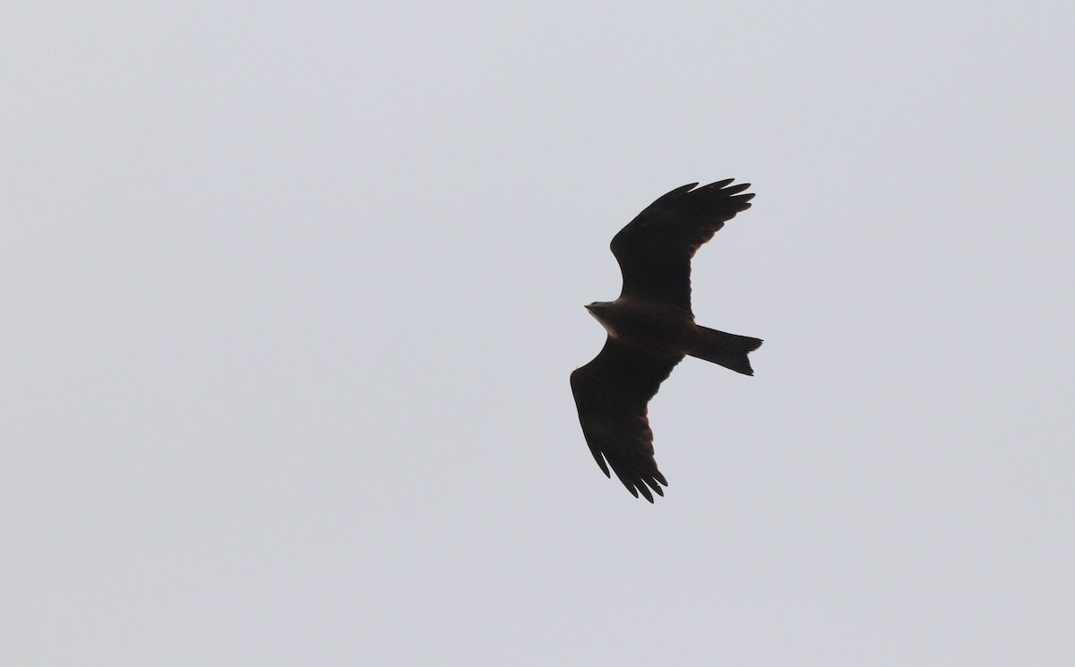 黑鳶 - ML631756562