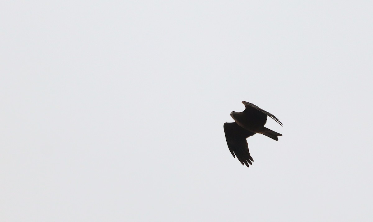 黑鳶 - ML631756563