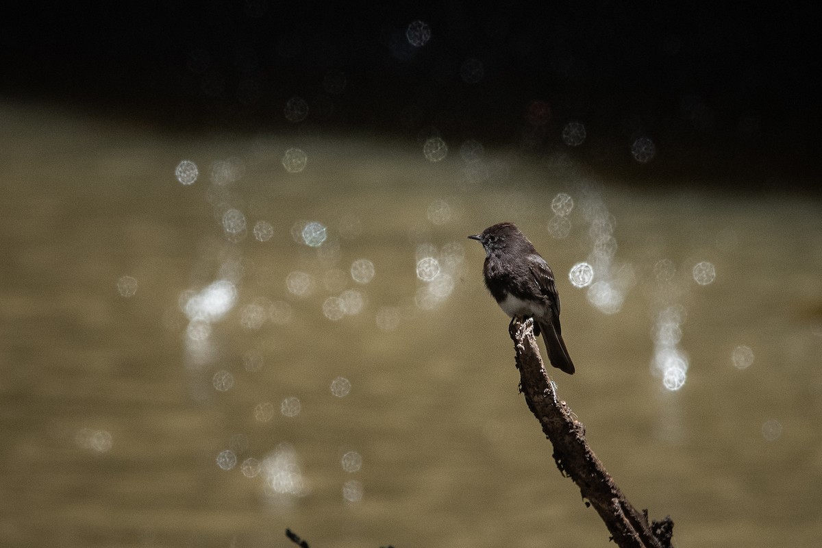 Black Phoebe - Jonathan Muró