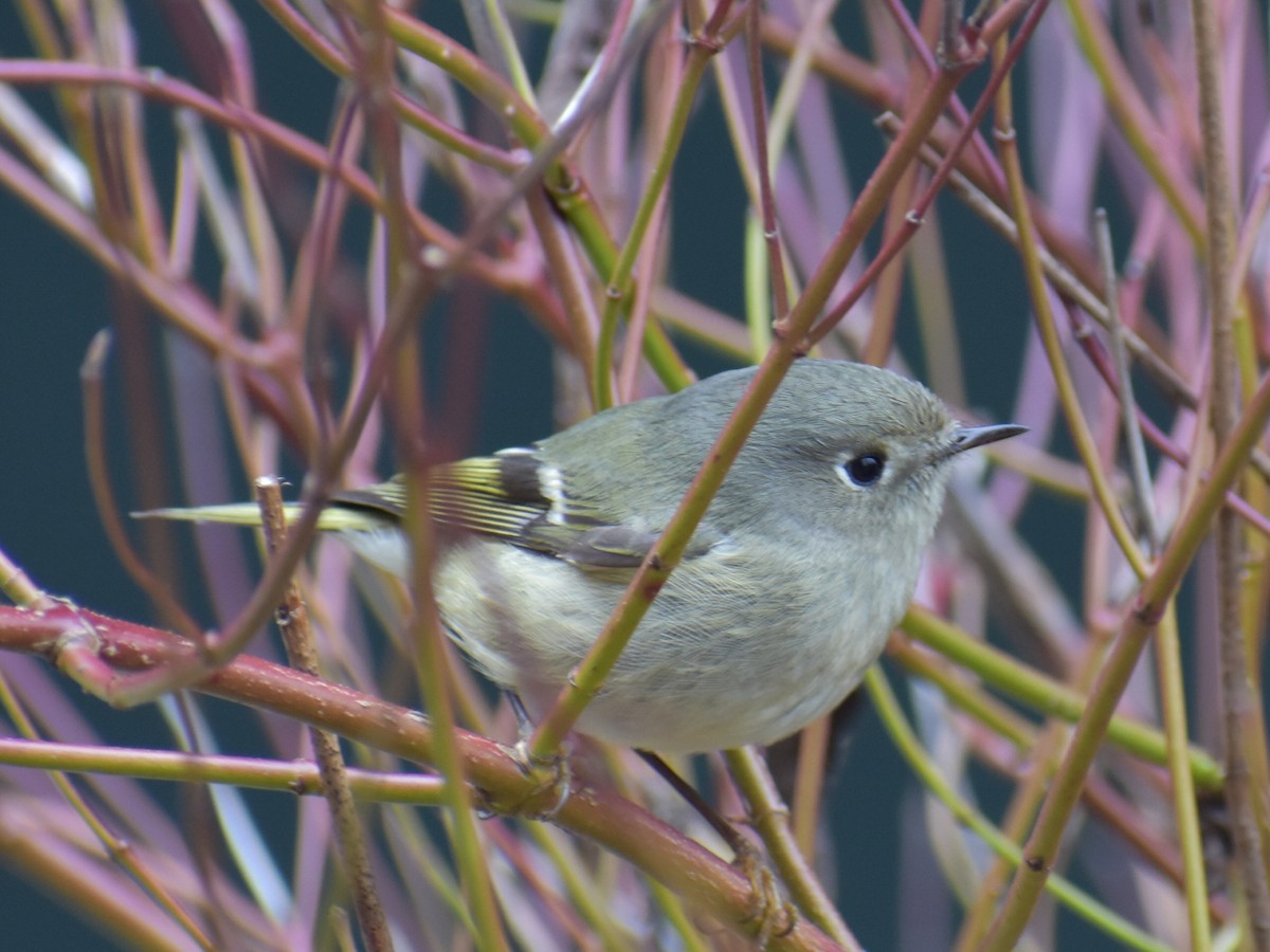 Ruby-crowned Kinglet - ML631756626