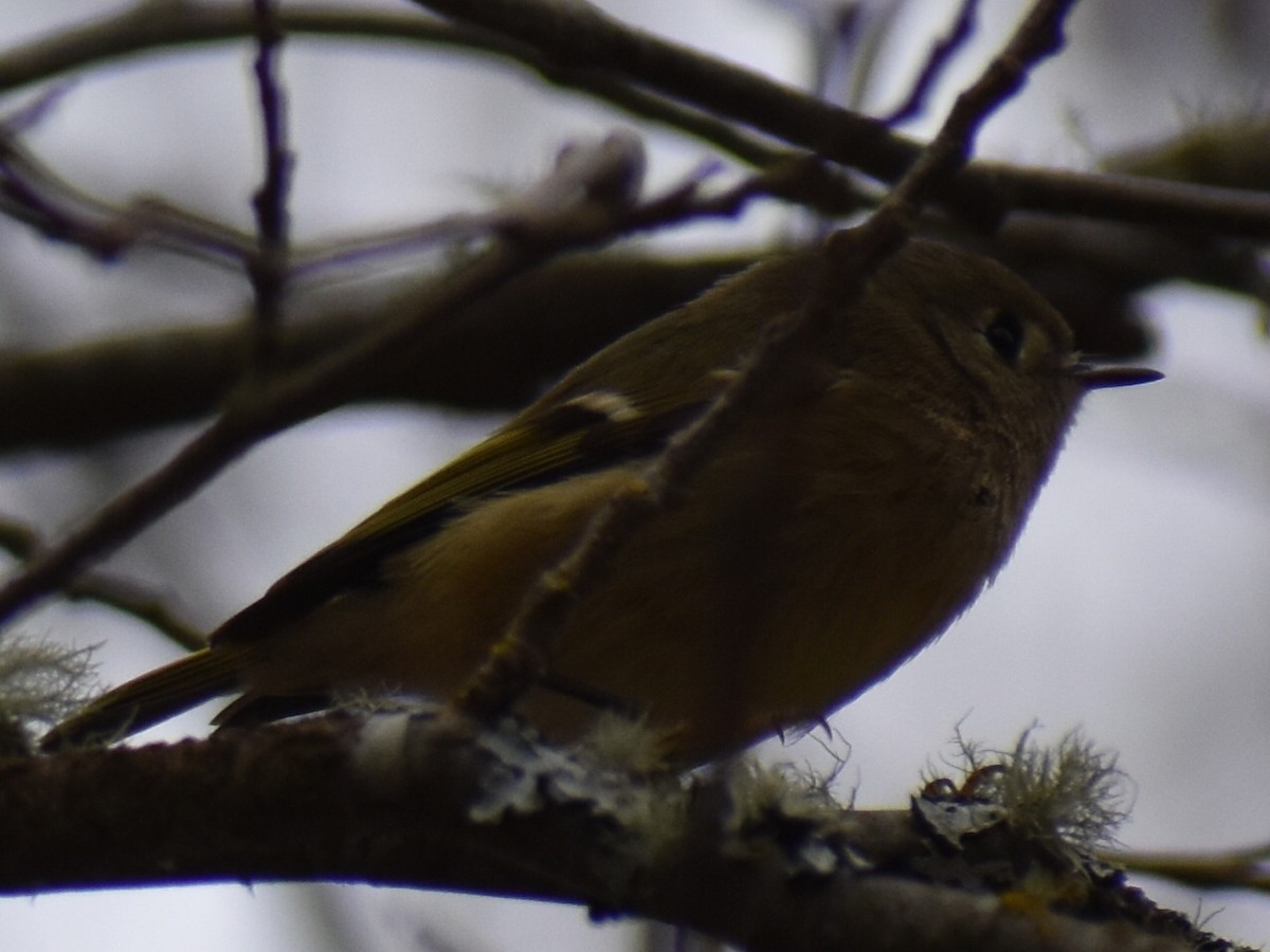 Ruby-crowned Kinglet - ML631756648