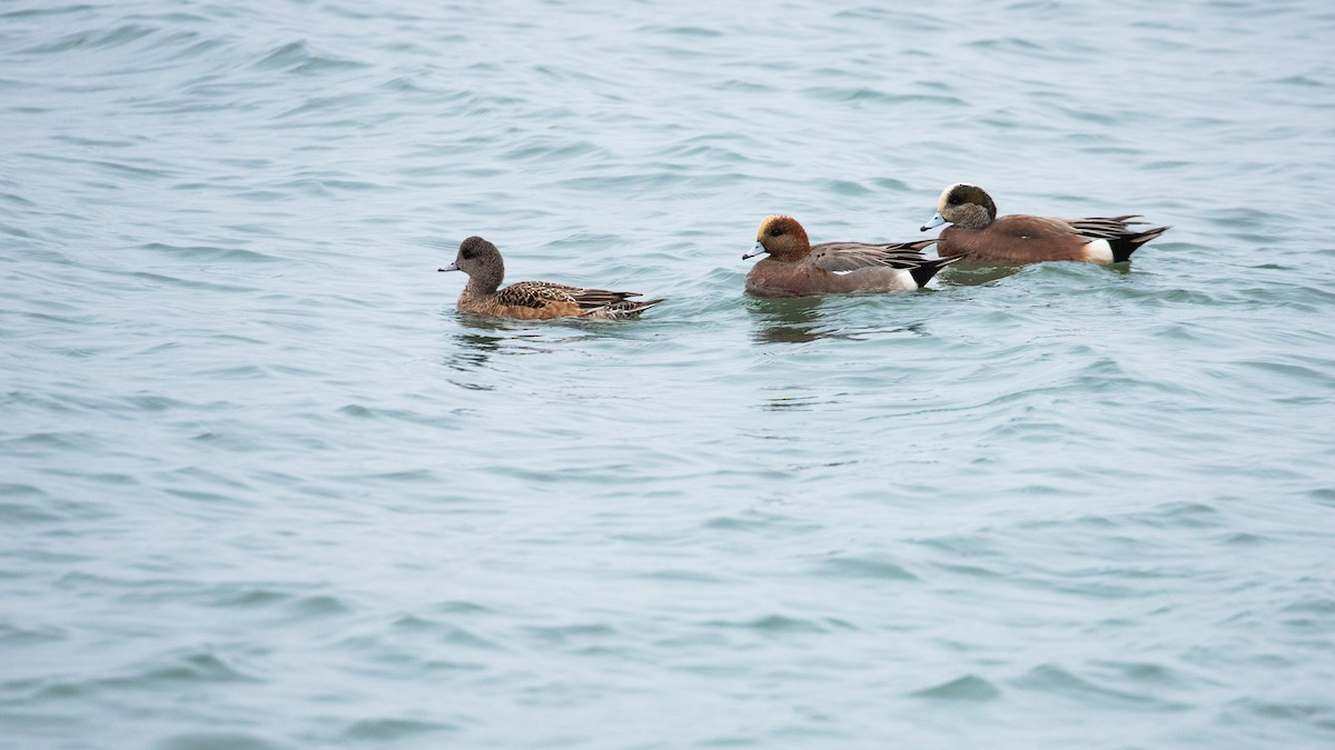 Eurasian x American Wigeon (hybrid) - ML631756649