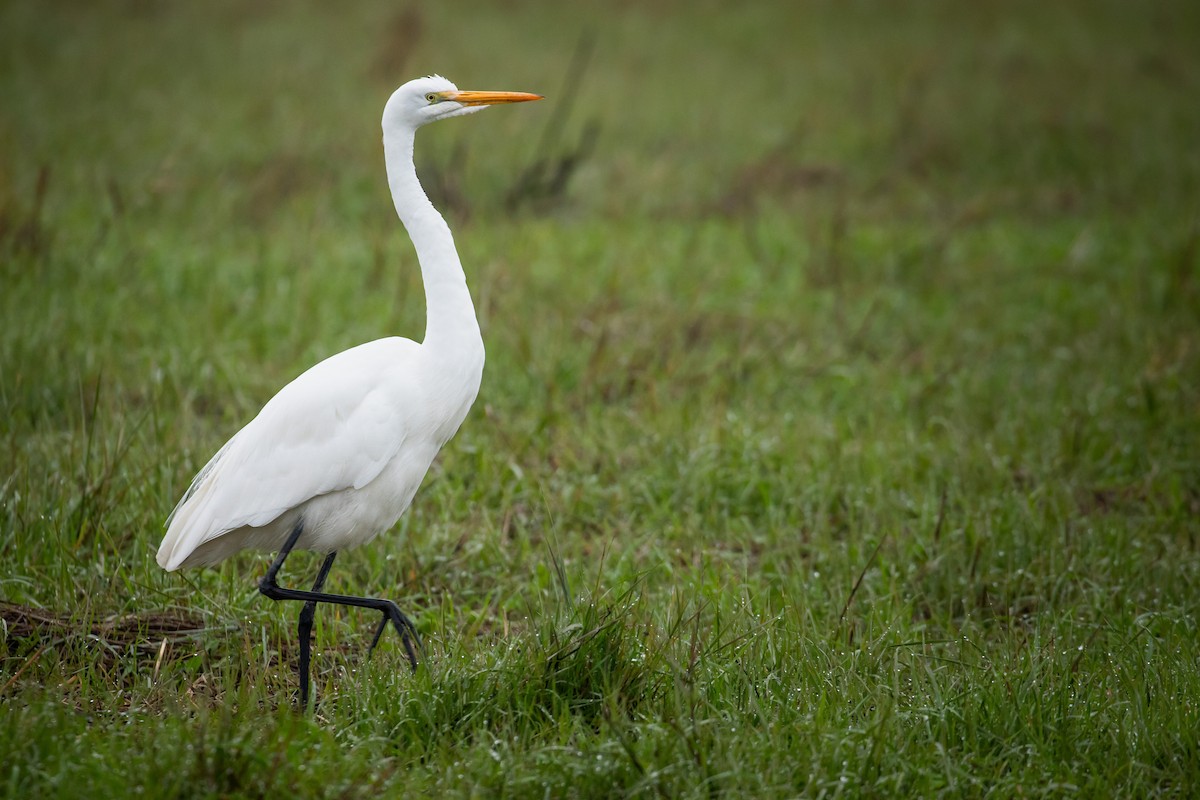 Great Egret (American) - ML631756666