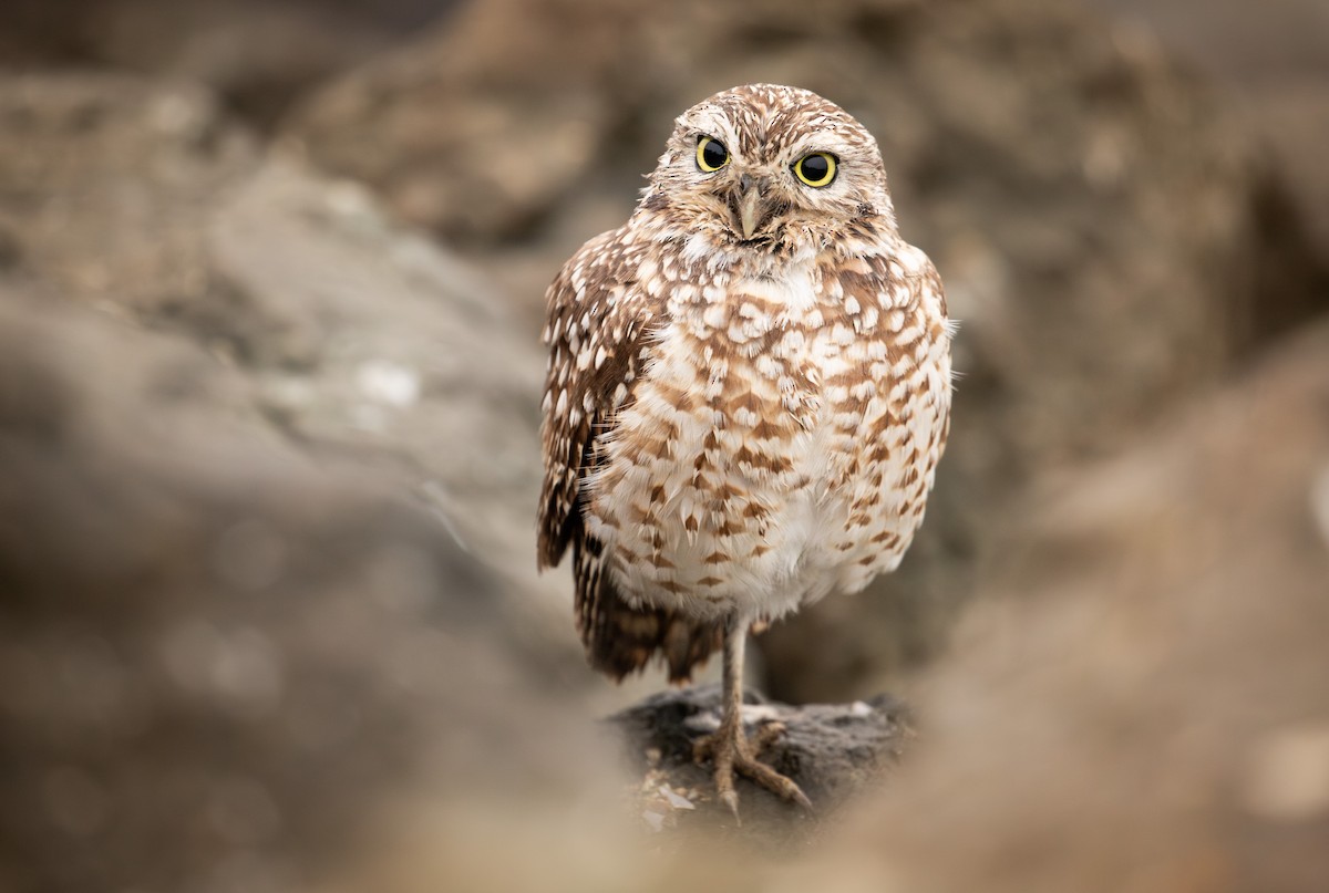 Burrowing Owl - ML631756677