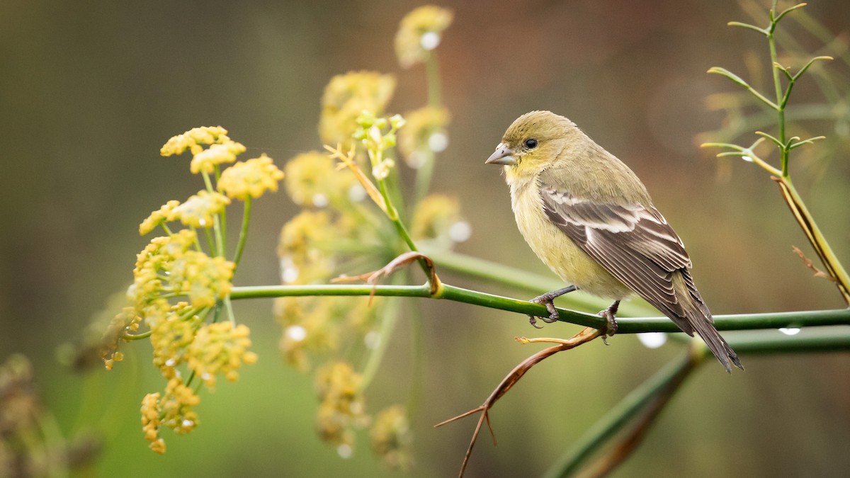 Lesser Goldfinch - ML631756684