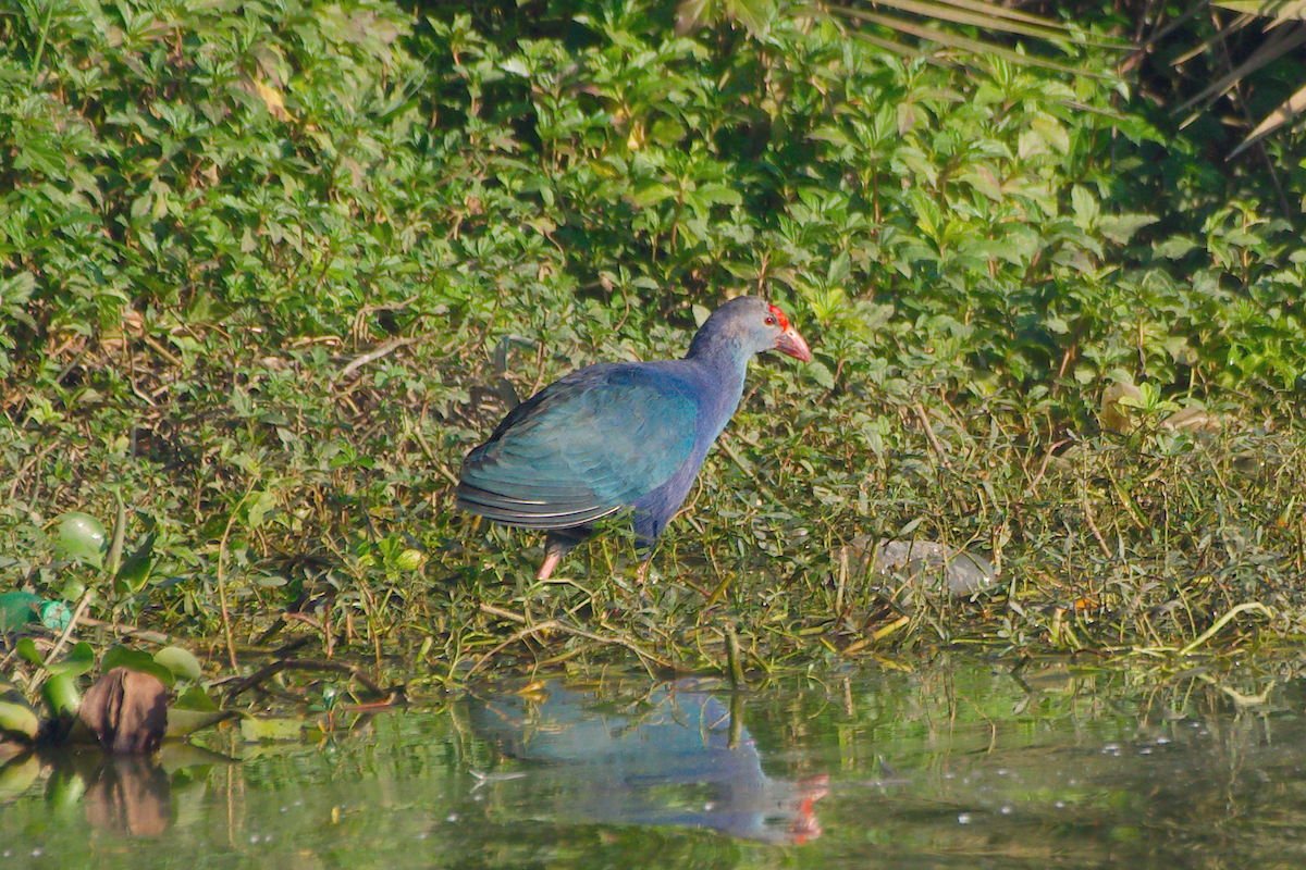 Gray-headed Swamphen - ML631756693