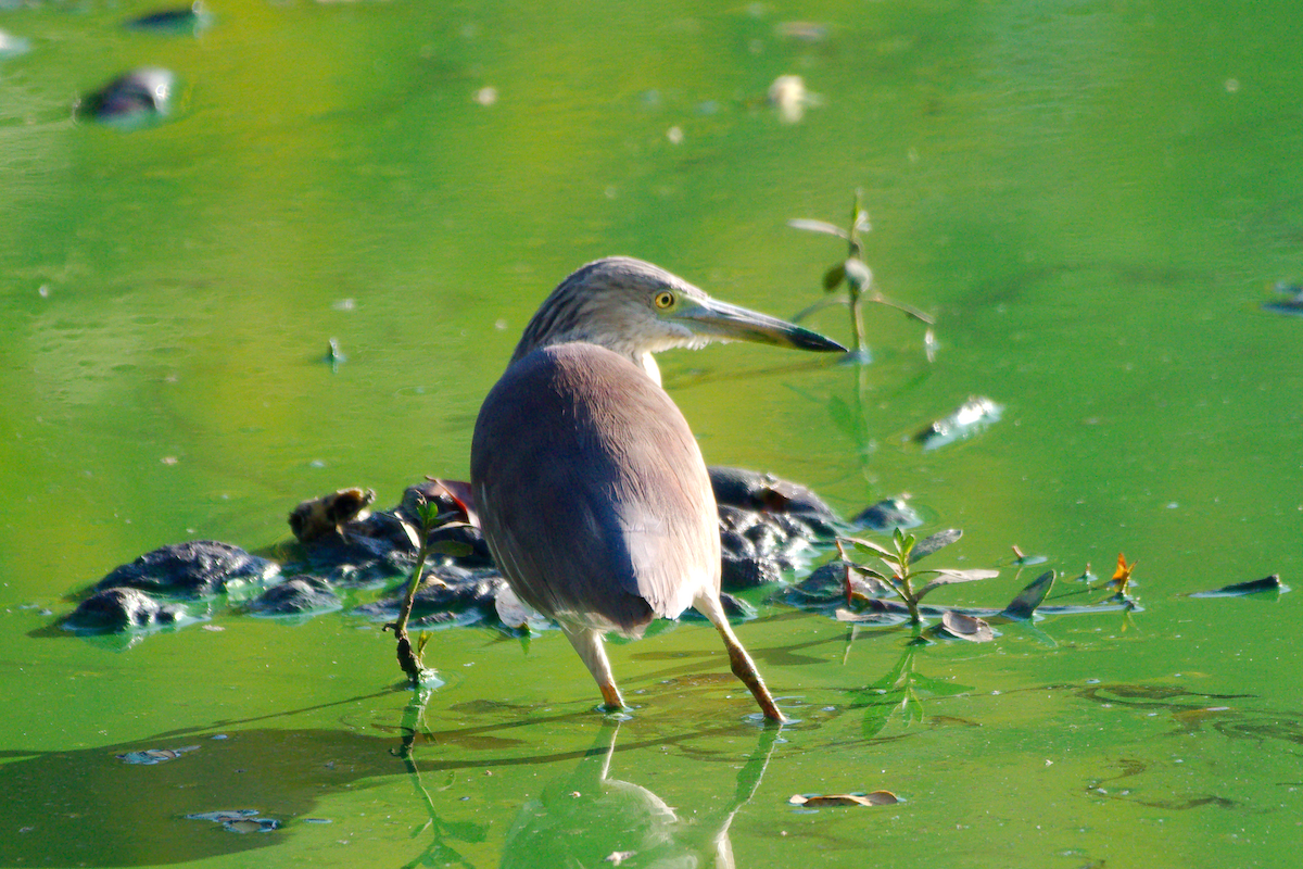 Indian Pond-Heron - ML631756712