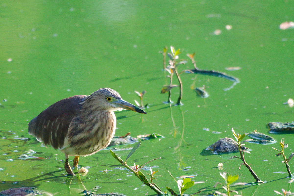 Indian Pond-Heron - ML631756713