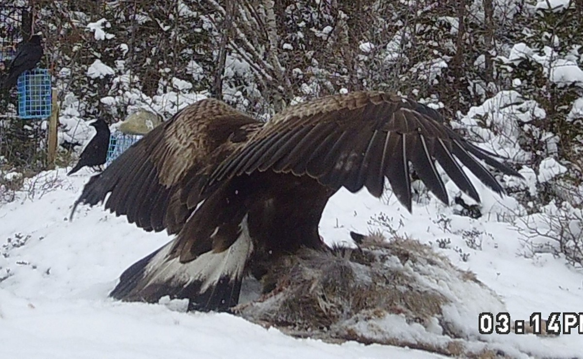 Kaya Kartalı - ML631756766