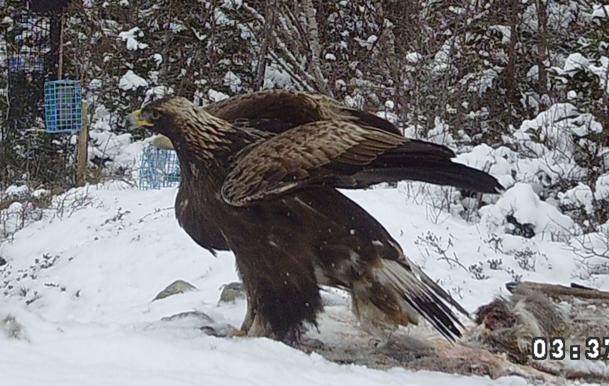 Kaya Kartalı - ML631756767