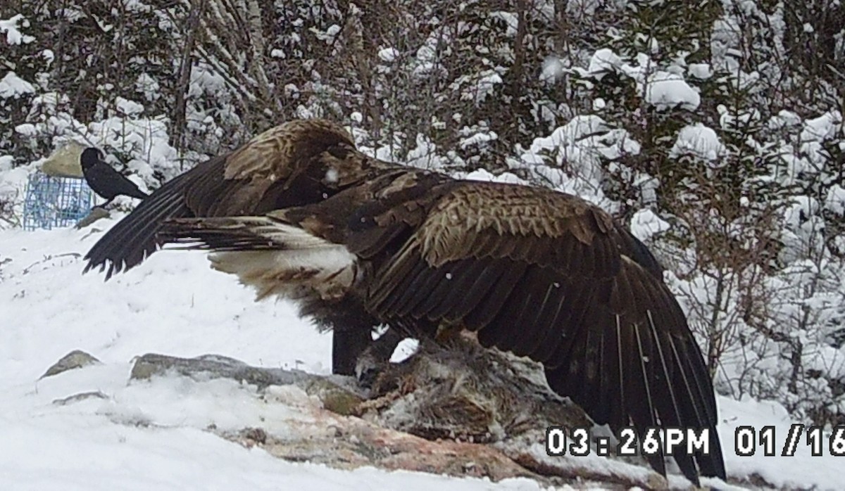 Kaya Kartalı - ML631756768