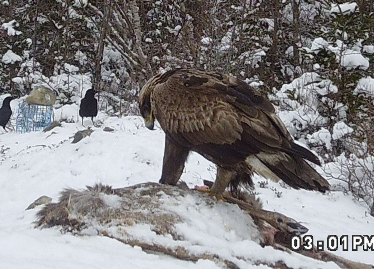 Kaya Kartalı - ML631756769