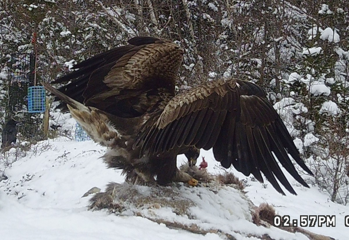 Kaya Kartalı - ML631756771