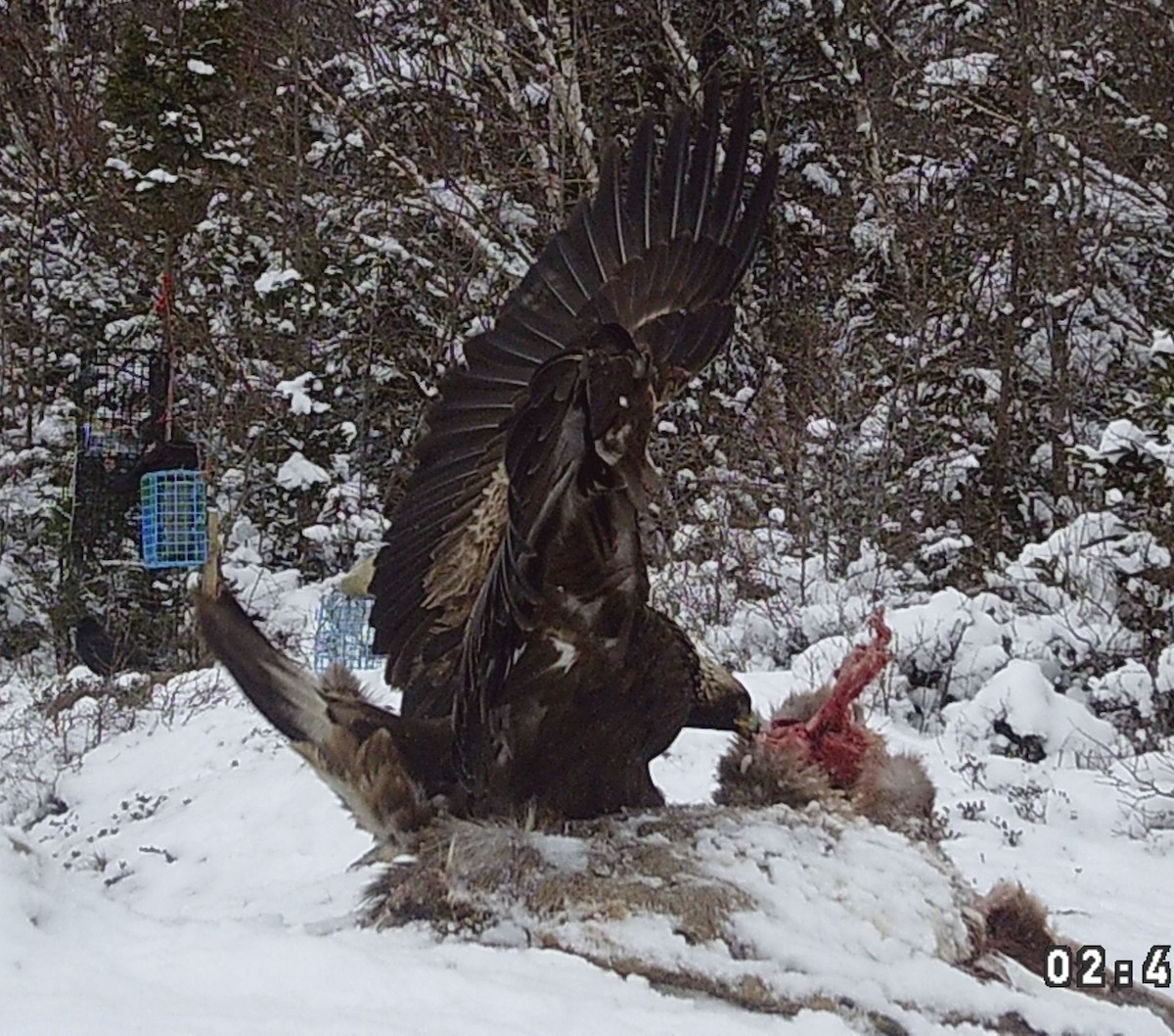 Kaya Kartalı - ML631756772