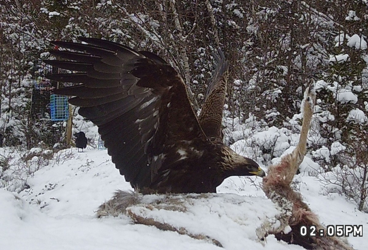 Kaya Kartalı - ML631756773