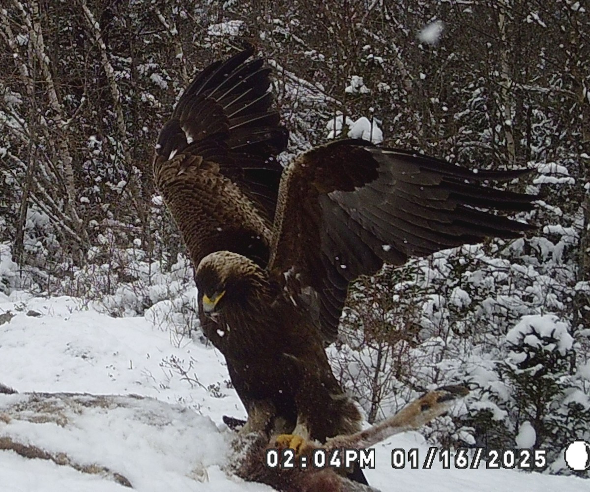 Kaya Kartalı - ML631756774