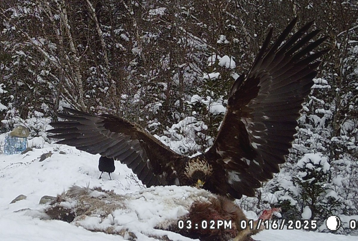 Kaya Kartalı - ML631756775