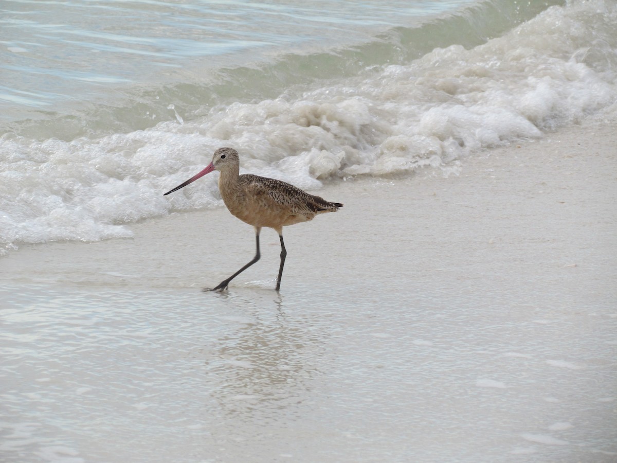 Marbled Godwit - ML631756870