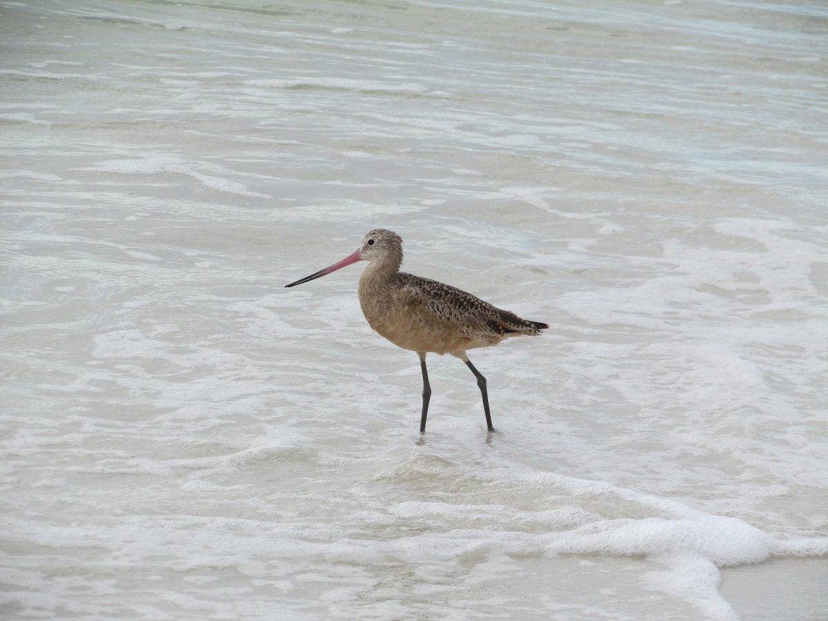 Marbled Godwit - ML631756871