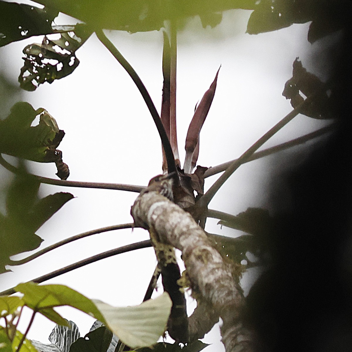 Lanceolated Monklet - ML631756906