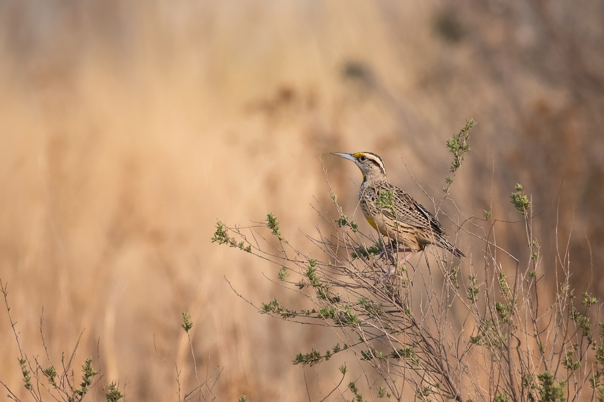 Eastern/Chihuahuan Meadowlark - ML631756936